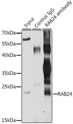 RAB24 Antibody in Immunoprecipitation (IP)
