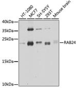 RAB24 Antibody in Western Blot (WB)