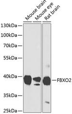 FBXO2 Antibody in Western Blot (WB)