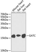 GATC Antibody in Western Blot (WB)