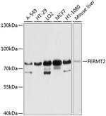 Kindlin 2 Antibody in Western Blot (WB)