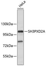 SH3PXD2A Antibody in Western Blot (WB)