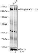 Phospho-Acetyl-CoA Carboxylase (Ser79) Antibody in Western Blot (WB)