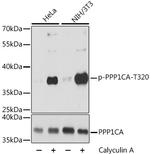 Phospho-PP1 alpha (Thr320) Antibody in Western Blot (WB)