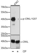 Phospho-CrkL (Tyr207) Antibody in Western Blot (WB)