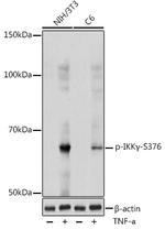 Phospho-IKK gamma (Ser376) Antibody in Western Blot (WB)