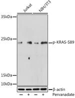 Phospho-K-Ras (Ser89) Antibody in Western Blot (WB)