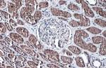 TMPRSS2 Antibody in Immunohistochemistry (Paraffin) (IHC (P))