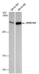 DYNC1H1 Antibody in Western Blot (WB)