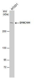 DYNC1H1 Antibody in Western Blot (WB)