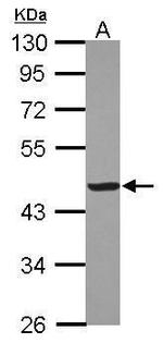 Creatine Kinase MM Antibody in Western Blot (WB)