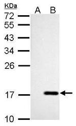 NME4 Antibody in Western Blot (WB)