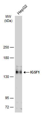 IGSF1 Antibody in Western Blot (WB)