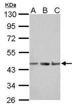 Actin, alpha skeletal muscle Antibody in Western Blot (WB)