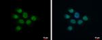 MLK1 Antibody in Immunocytochemistry (ICC/IF)