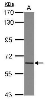 COL4A3BP Antibody in Western Blot (WB)