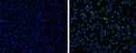 Japanese Encephalitis Virus NS1 Antibody in Immunocytochemistry (ICC/IF)