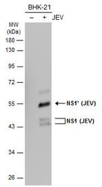 Japanese Encephalitis Virus NS1 Antibody in Western Blot (WB)