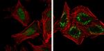 GABARAPL1 Antibody in Immunocytochemistry (ICC/IF)