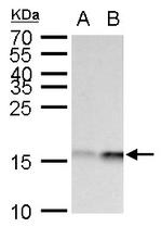 GABARAPL1 Antibody in Western Blot (WB)