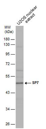 SP7 Antibody in Western Blot (WB)