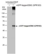EBI2 Antibody in Western Blot (WB)