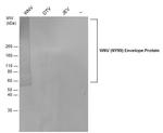 West Nile Virus Envelope Antibody in Western Blot (WB)