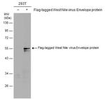 West Nile Virus Envelope Antibody in Western Blot (WB)