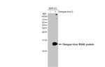 Dengue Virus Type 2 NS4A Antibody in Western Blot (WB)