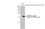 Dengue Virus Type 2 NS4A Antibody in Western Blot (WB)