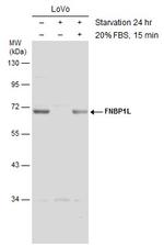 TOCA-1 Antibody in Western Blot (WB)