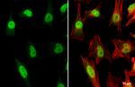 TRF2 Antibody in Immunocytochemistry (ICC/IF)