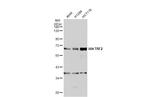 TRF2 Antibody in Western Blot (WB)