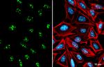 NIFK Antibody in Immunocytochemistry (ICC/IF)