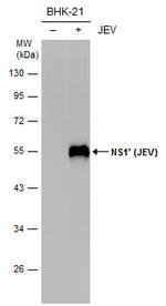 Japanese Encephalitis Virus NS1 Antibody in Western Blot (WB)