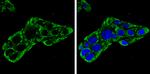 IDH2 Antibody in Immunocytochemistry (ICC/IF)