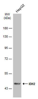 IDH2 Antibody in Western Blot (WB)