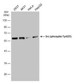 Phospho-SRC (Tyr527) Antibody in Western Blot (WB)