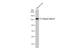 ITGA8 Antibody in Western Blot (WB)