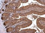 TOMM40 Antibody in Immunohistochemistry (Paraffin) (IHC (P))