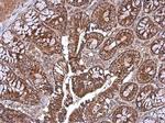 TOMM40 Antibody in Immunohistochemistry (Paraffin) (IHC (P))