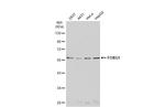 FOXG1 Antibody in Western Blot (WB)