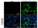 Ebola Virus VP40 Antibody in Immunocytochemistry (ICC/IF)