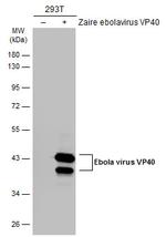 Ebola Virus VP40 Antibody in Western Blot (WB)