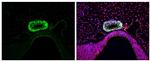 LHX3 Antibody in Immunohistochemistry (Paraffin) (IHC (P))