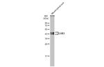 LHX3 Antibody in Western Blot (WB)