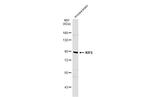 KIF6 Antibody in Western Blot (WB)