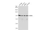 KIF6 Antibody in Western Blot (WB)