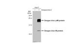 Dengue Virus Type 2 prM Antibody in Western Blot (WB)