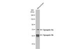 Synapsin II Antibody in Western Blot (WB)